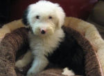 puppies