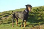 Dobermann