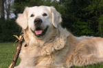 GoldenRetriever