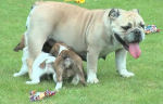 hondenpuppies