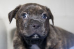 microchip