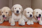 puppies