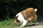 SchotseCollie