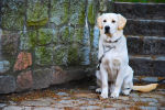 volwassen hond
