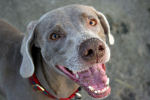 Weimaraner