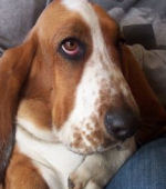 bassethound