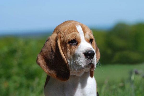 Beagle