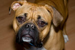 bullmastiff