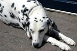 dalmatier