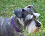 DwergSchnauzer