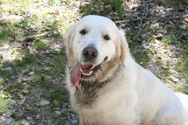 GoldenRetriever