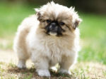 Pekingees