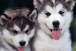 Pomsky