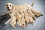 puppies