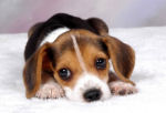 puppygarabtue