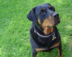 Rottweiler