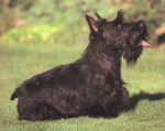 SchotseTerrier