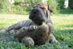 middelgrote honden