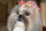 shih-tzu