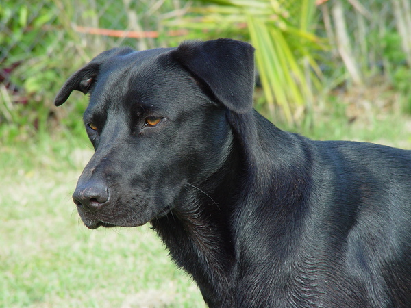 volwassen hond