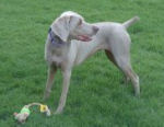 Weimaraner