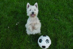 westie